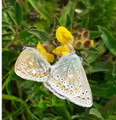 A mating pair of common blues on kidney vetch. Photo by Katherine Keates