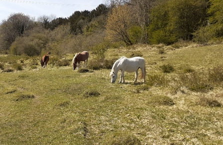 Welsh mountain ponies grazing on Daneway Banks. Photo by Katherine Keates