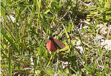 A cinnabar moth. Photo by Katherine Keates.