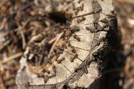Wood ants foraging in Siccaridge Wood. Photo by Katherine Keates.