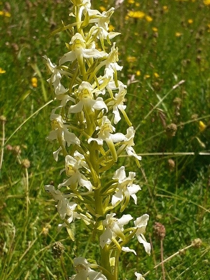 A butterfly orchid with its interestingly shaped flowers. Photo by Katherine Keates.