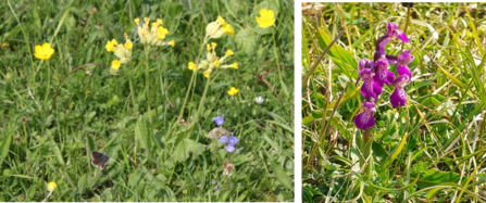 A brown argus butterfly sitting near some cowslips and a green winged orchid. Just a hint of the diversity found at Daneway Banks. Photos by Katherine Keates.