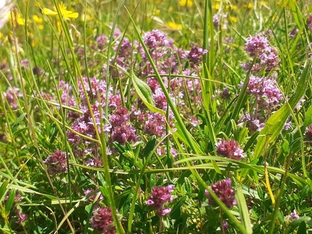 A patch of pink wild thyme. Photo by Katherine Keates.