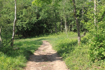 Sunlit glade in Siccaridge Wood. Photo by Katherine Keates.