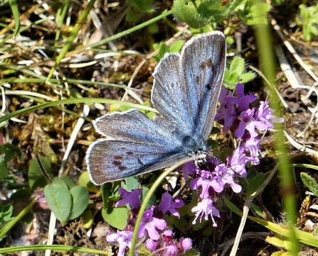 A large blue butterfly resting on wild thyme. Photo by Geoff Midwinter.