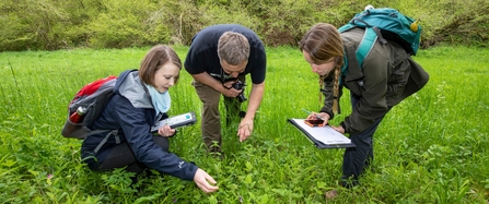 3 people in a green meadow crouched to look at plants 