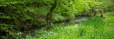 Lush grassland and woodland either side of a small river
