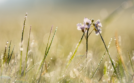 Cuckoo flowers at dawn