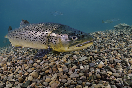 brown trout resting on riverbed