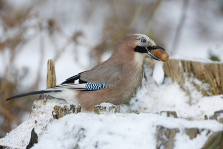 A jay holding an acorn