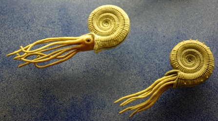 ammonite by Bramfab Italian Wikipedia