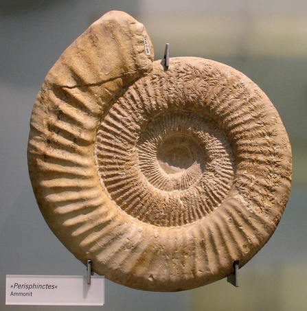 Perisphinctes_ammonite (c) Masur