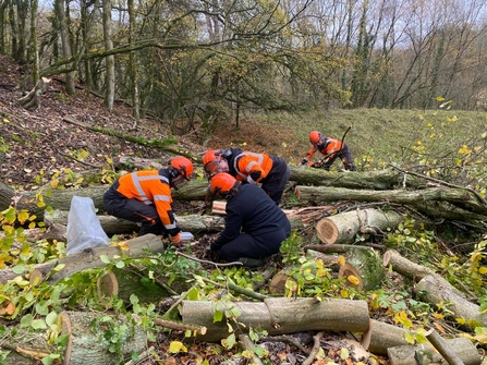 Felling trees at Stenders Quarry 