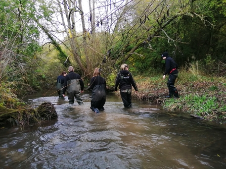 Surveying for water voles at Greystones