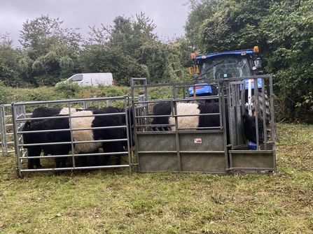 National Trust belted Galloway cattle in pens so GPS collars can be fitted.