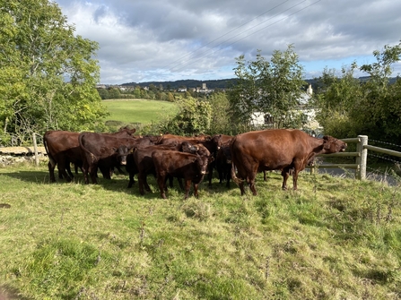 Herd of brown cattle waiting near the gate to their field.