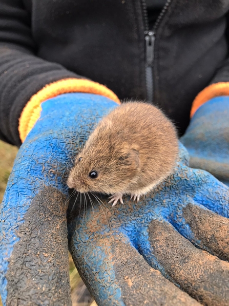 Small vole held in hands after catching them. 