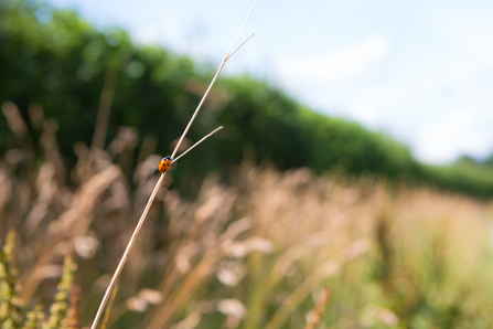 Ladybird in long grass in front of a hedgerow