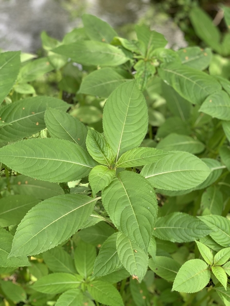 A close-up image of the head of a Himalayan balsam plant before flowering.