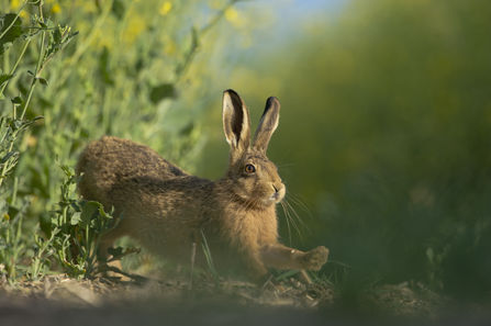 Brown hare in oilseed rape field