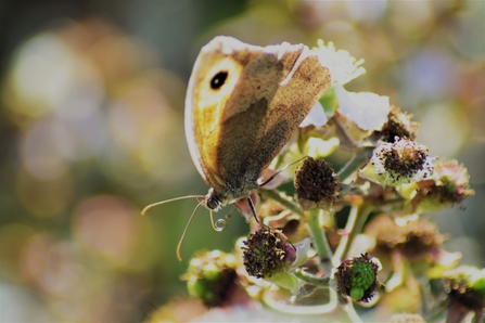 A butterfly rests on top of a plant