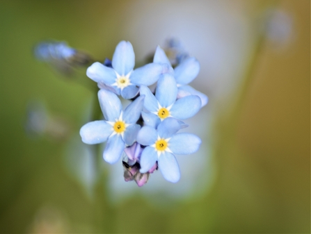 Small Forget-Me-Nots 