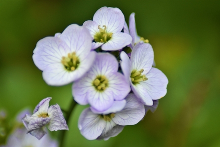 A Cuckoo flower with gentle lilac petals