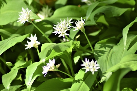 Wild Garlic flowers reaching towards the light