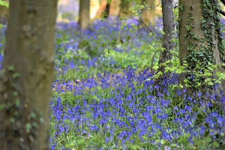 A sea of Bluebells nestled in and amongst trees