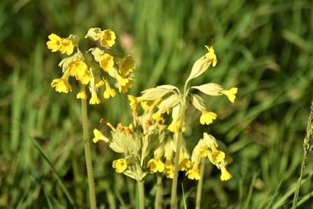Cowslips with yellow petals in the sun