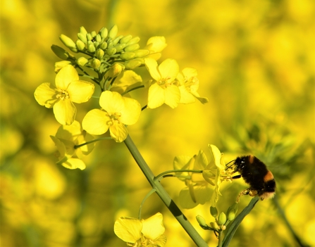 A fuzzy Bumblebee looking for pollen in a yellow field 