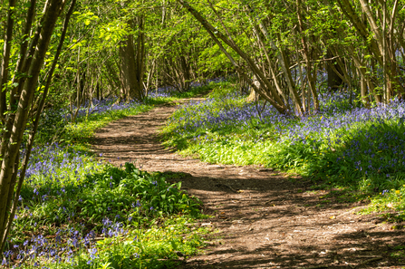 A path winding through the bluebells at Lower Woods nature reserve