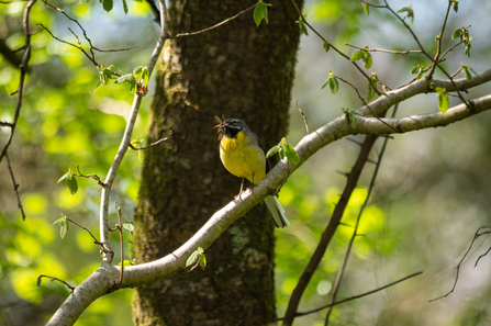 A wagtail perched on a branch with an insect it has caught