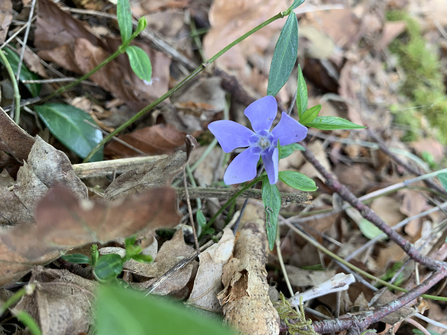 An image of lavender periwinkle flower amongst leaf litter.