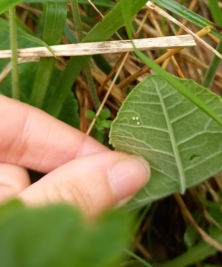 Duke of Burgundy eggs (c) Ruby Gabb