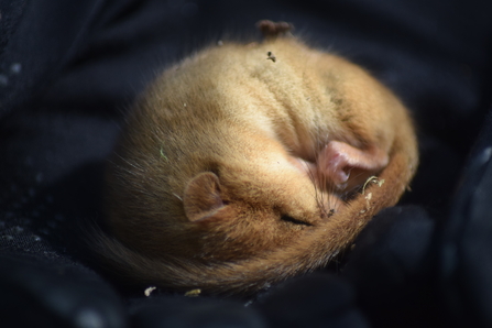 Dormouse in torpor (c) Ruby Gabb