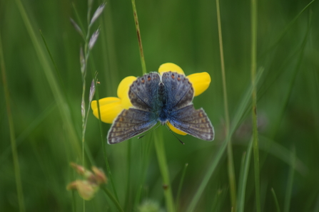 Common blue butterfly