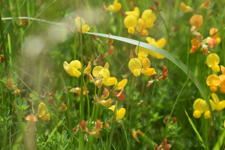 Bird's foot trefoil