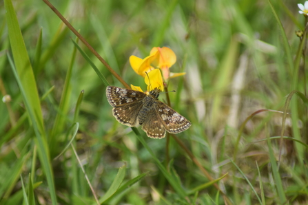 Dingy skipper (c) Ruby Gabb