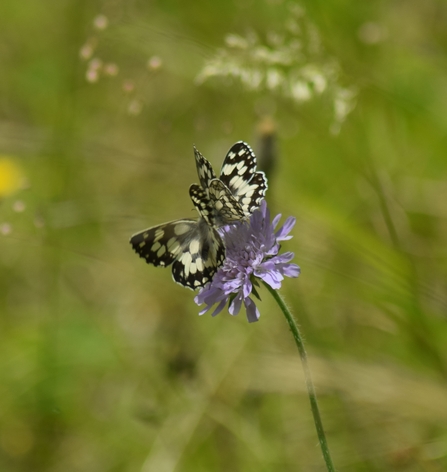 Marbled white butterflies (c) Ruby Gabb