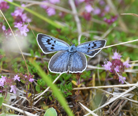 Large blue butterfly open winged on moss on ground