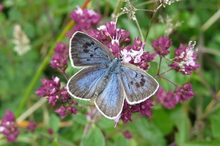 A large blue butterfly at Daneway Banks