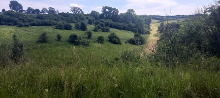 Butterfly survey grassland 