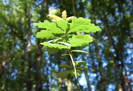 Oak sapling in the light