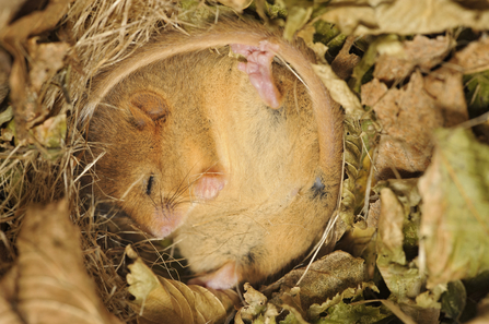 Close-up image of a hazel dormouse asleep in its nest.