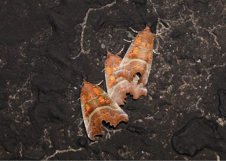Three herald moths clinging to a cave wall, where they'll spend the winter