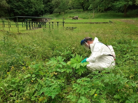 Controlling giant hogweed 