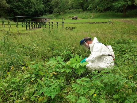 Controlling giant hogweed
