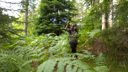 Radio tracking pine martens in the Forest of Dean