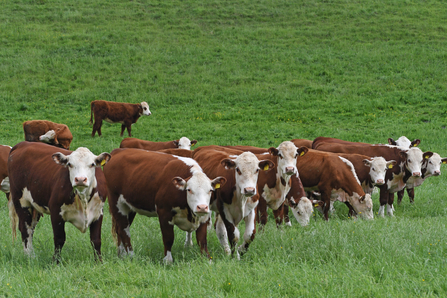 A group of cows looking towards the camera